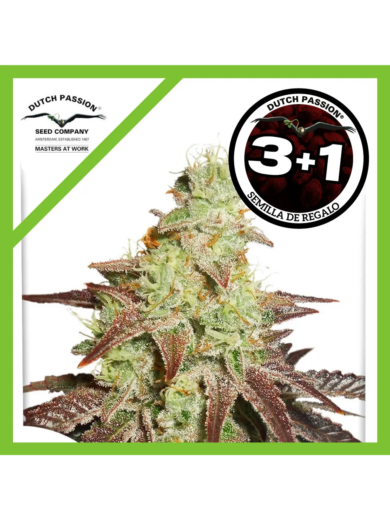 Night Queen Auto -Dutch Passion (X3/X3+1) 2