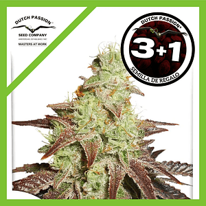 Night Queen  Auto X3-Dutch Passion