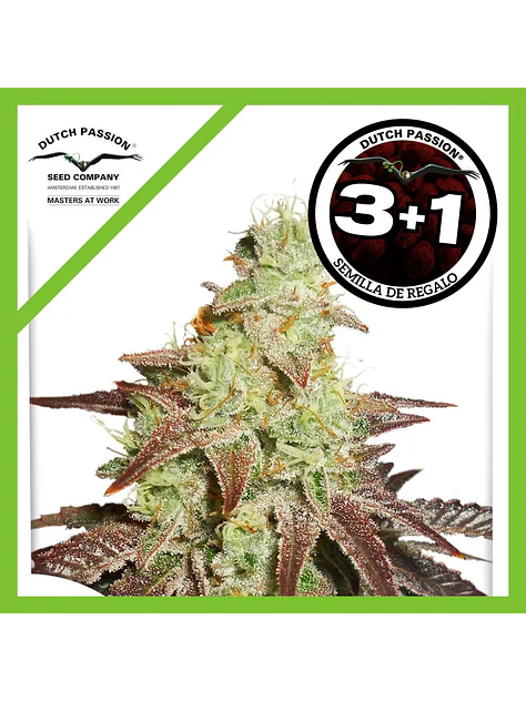 Night Queen Auto -Dutch Passion X3+1 1