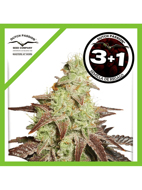 Night Queen  Auto X3-Dutch Passion 2