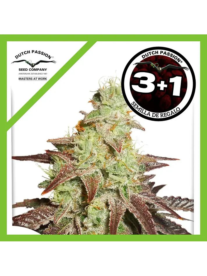 Night Queen Auto -Dutch Passion X3+1 1
