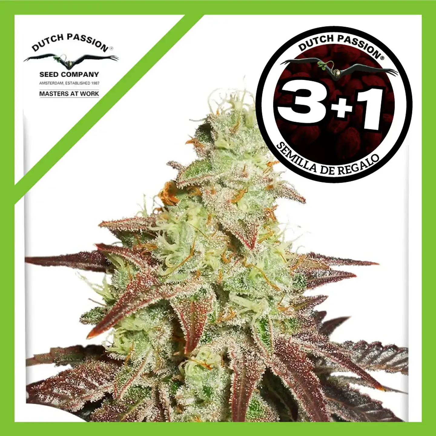 Night Queen Auto -Dutch Passion X3+1 1