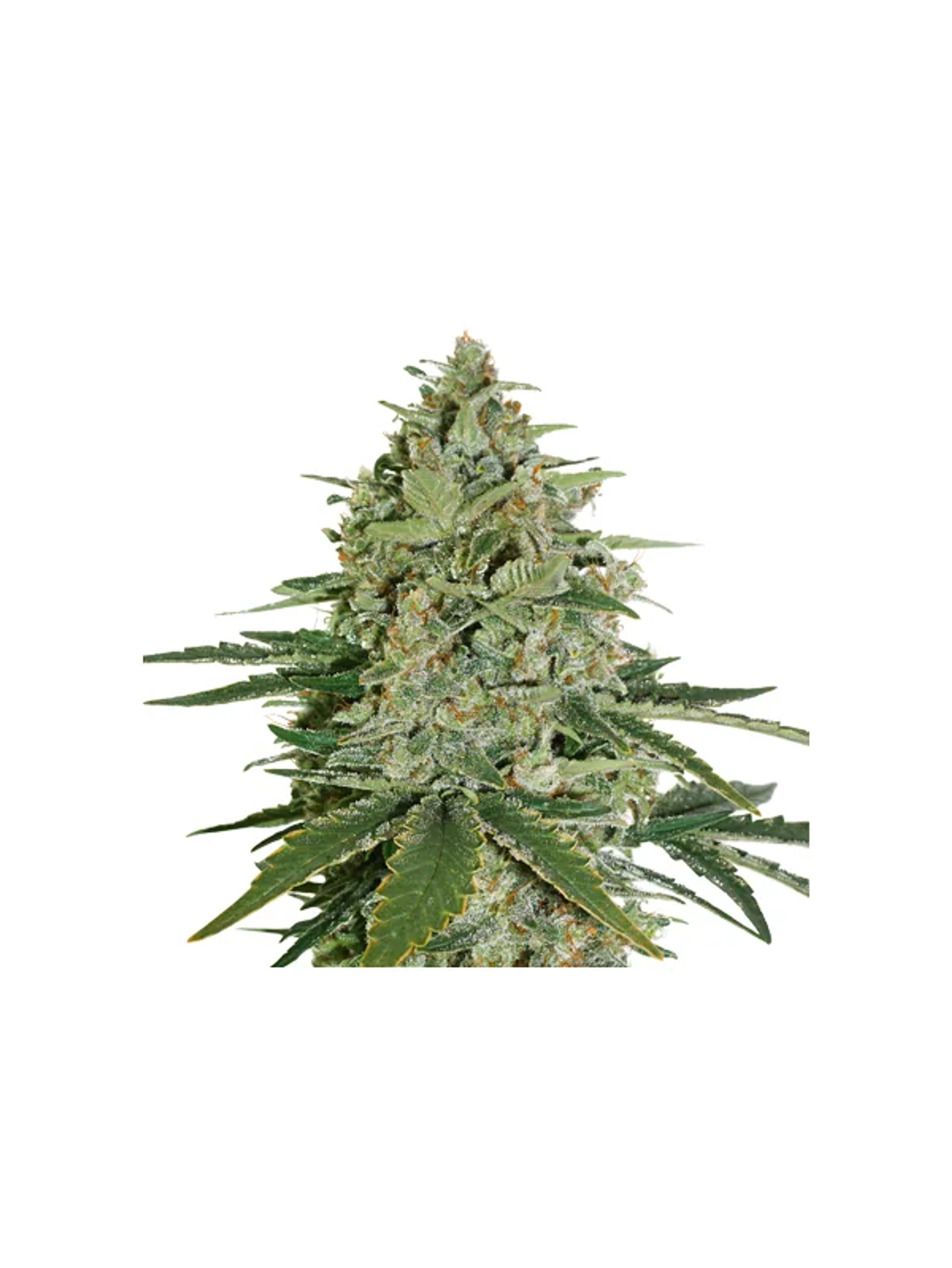 Super Skunk Auto -Seedstockers (X100/X3) 2