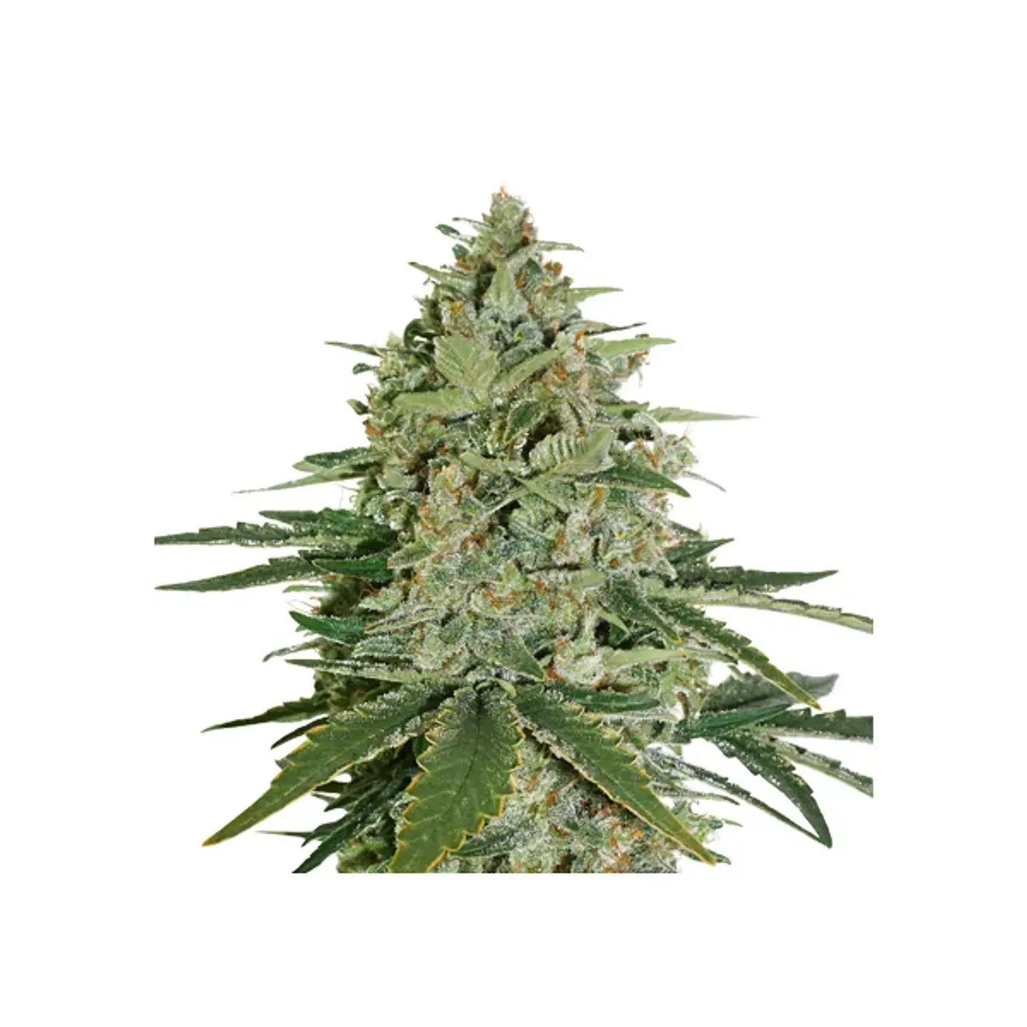 Super Skunk Auto -Seedstockers (X100/X3) 2