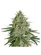Super Skunk Auto X100 -Seedstockers - Miniatura 2