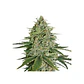 Super Skunk Auto -Seedstockers (X100/X3) - Miniatura 2