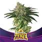 Lebron Haze Fem -Bsf (X12/X4/X2) - Miniatura 2