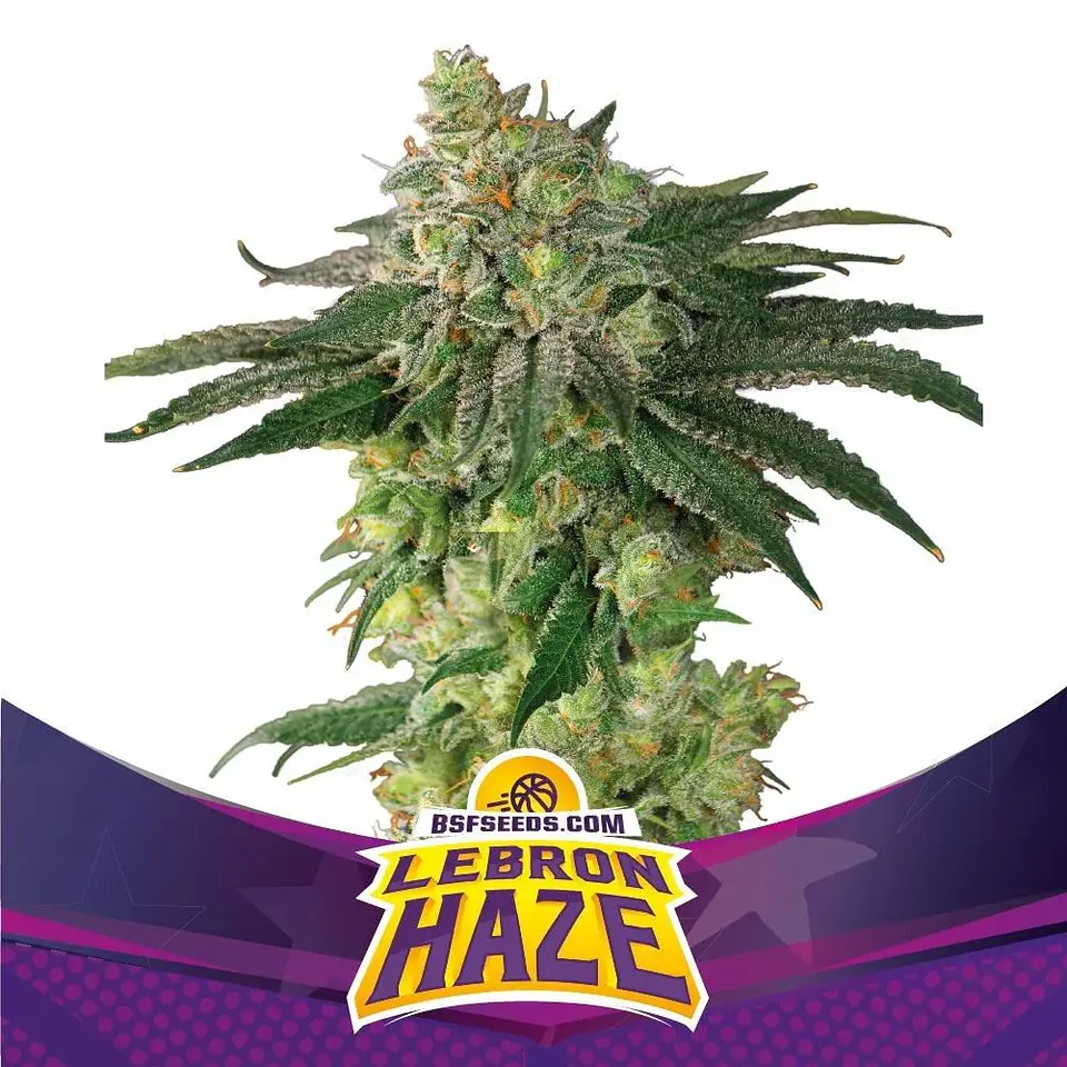 Lebron Haze Fem -Bsf (X12/X7/X4/X2) 2