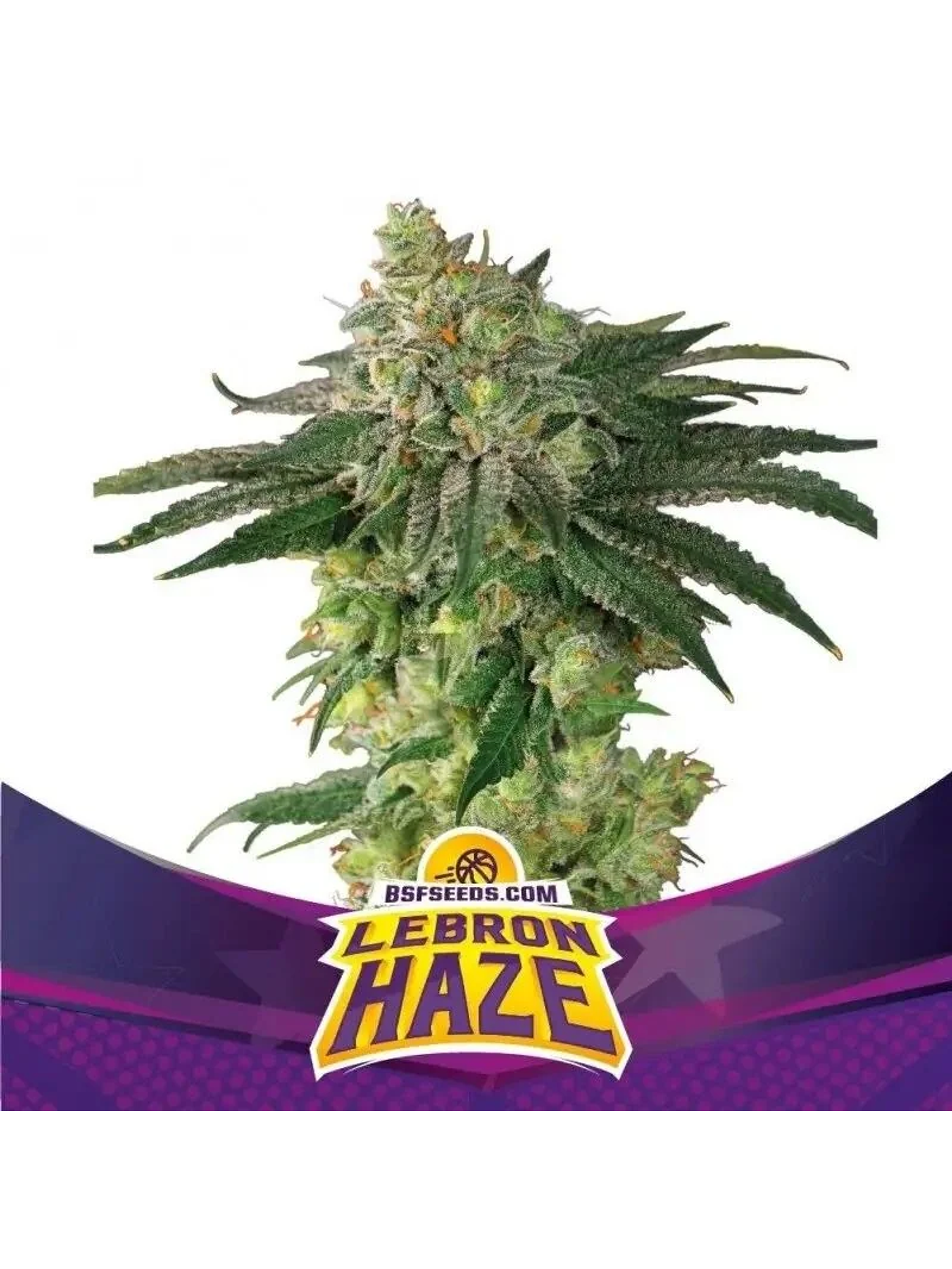 Lebron Haze Fem -Bsf (X12/X4/X2) 4