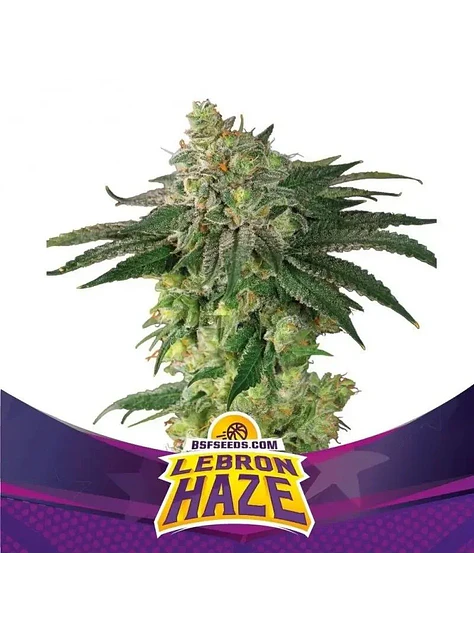 Lebron Haze Fem -Bsf (X12/X4/X2) 4