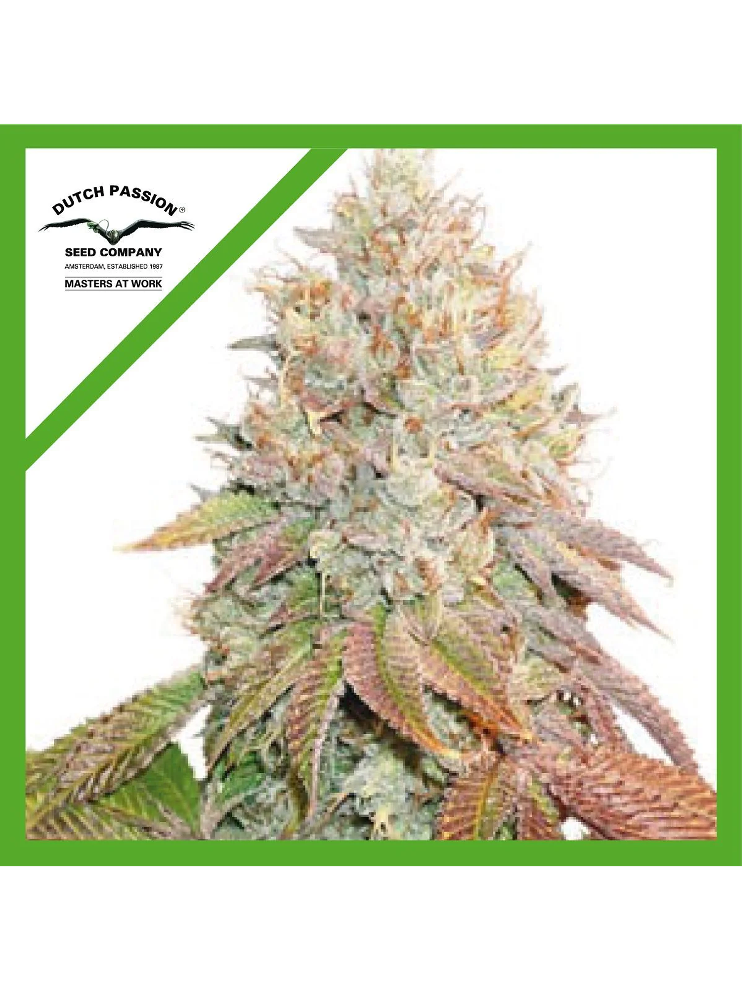 Banana Blaze Auto -Dutch Passion (X100/X25/X7/X3+1) 4