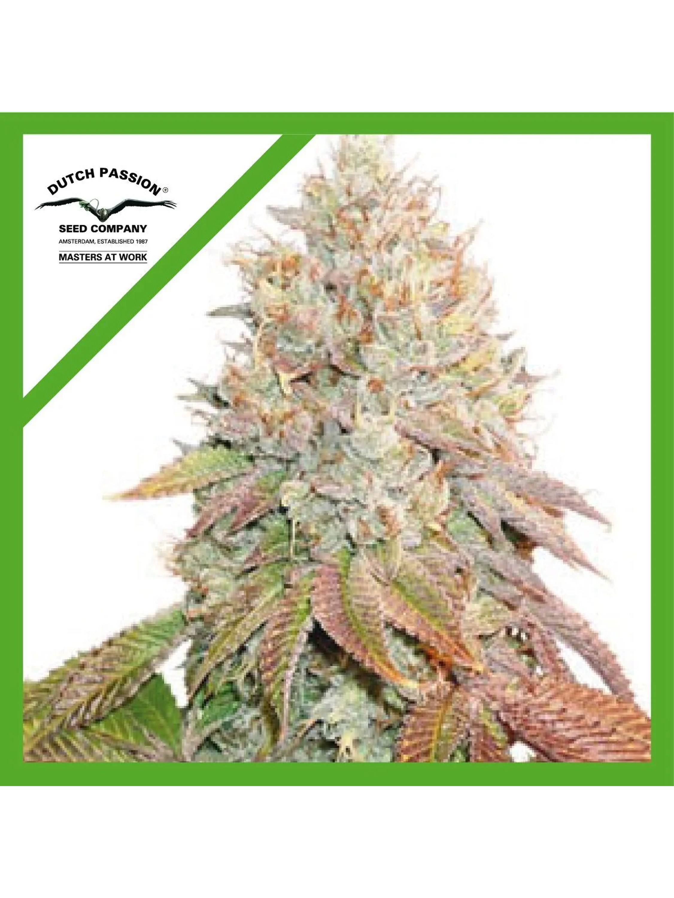 Banana Blaze Auto -Dutch Passion (X100/X25/X7/X3+1) 4