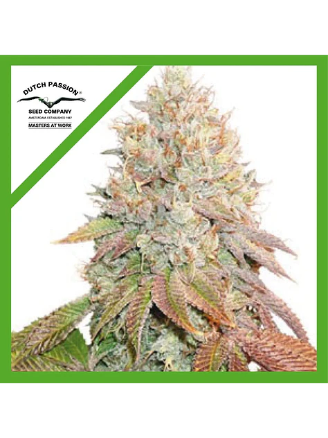 Banana Blaze Auto -Dutch Passion (X100/X25/X7/X3+1) 4