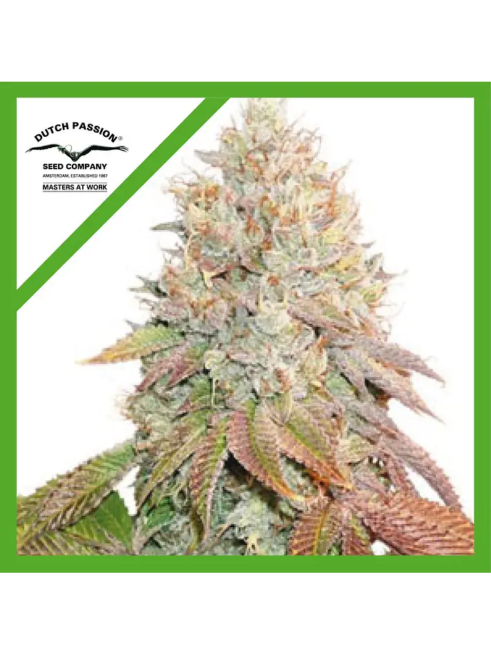 Banana Blaze Auto -Dutch Passion (X100/X25/X7/X3+1) 4
