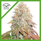 Banana Blaze Auto -Dutch Passion (X100/X25/X7/X3+1) - Miniatura 4