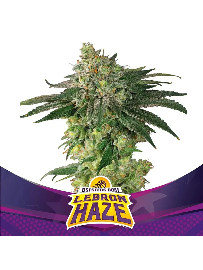 Lebron Haze Fem -Bsf (X12/X4/X2) 3