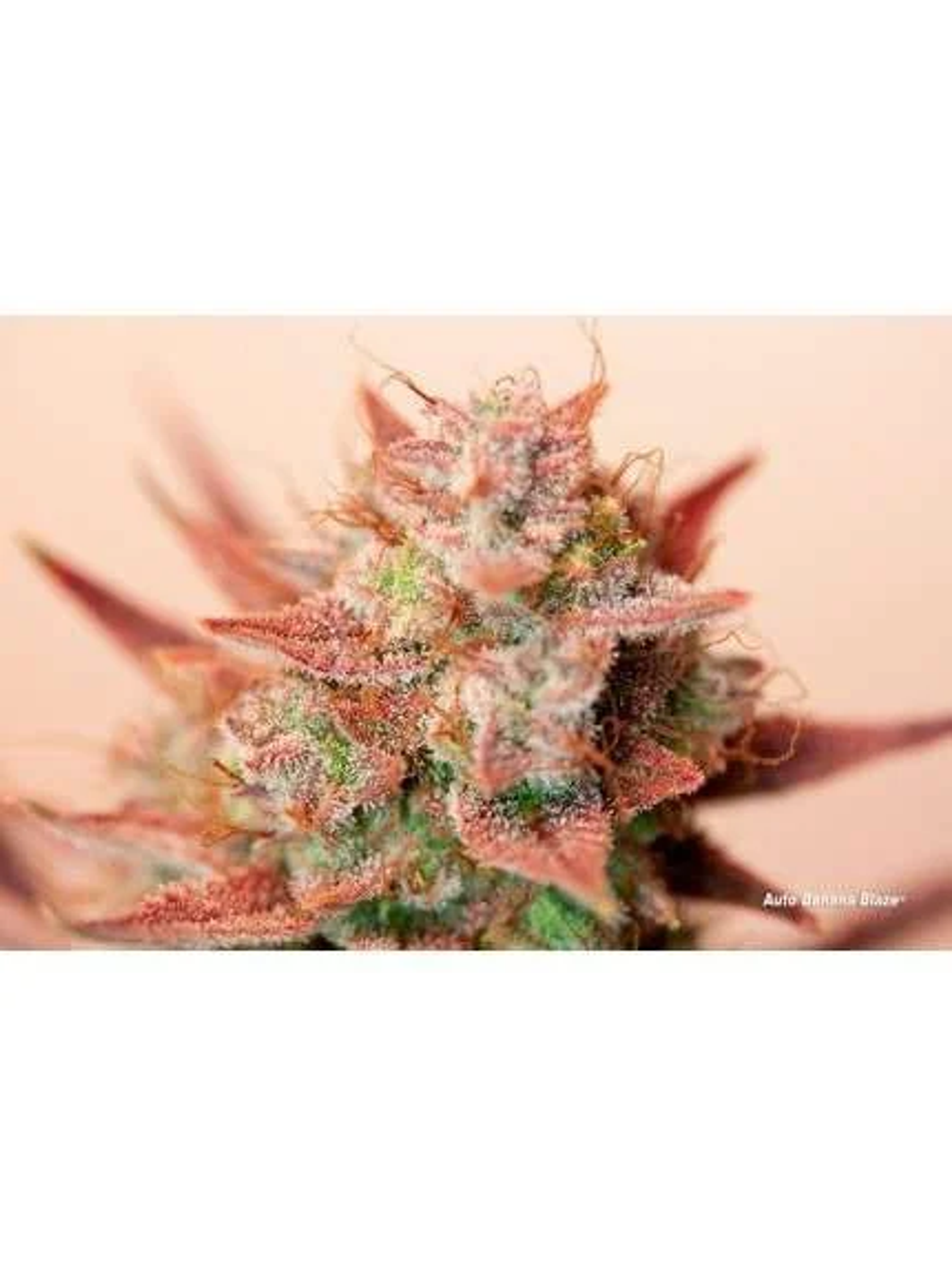 Banana Blaze Auto -Dutch Passion (X100/X25/X7/X3+1) 5