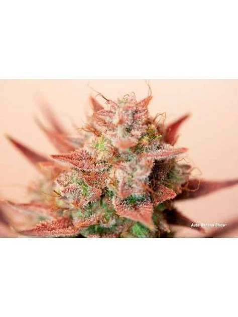 Banana Blaze Auto -Dutch Passion (X100/X25/X7/X3+1) 5