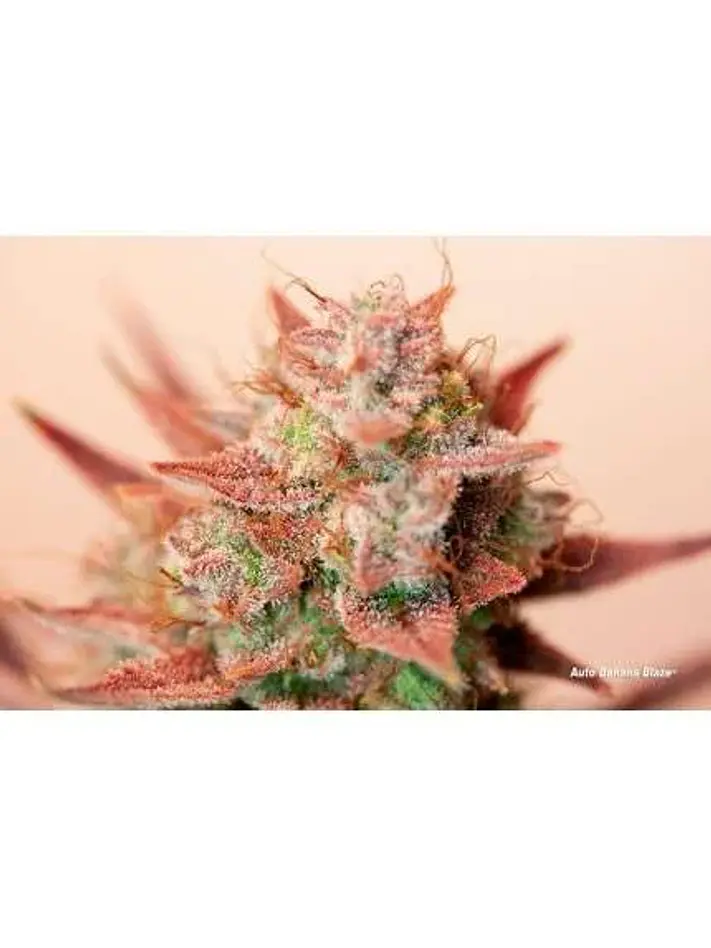 Banana Blaze Auto -Dutch Passion (X100/X25/X7/X3+1) 5