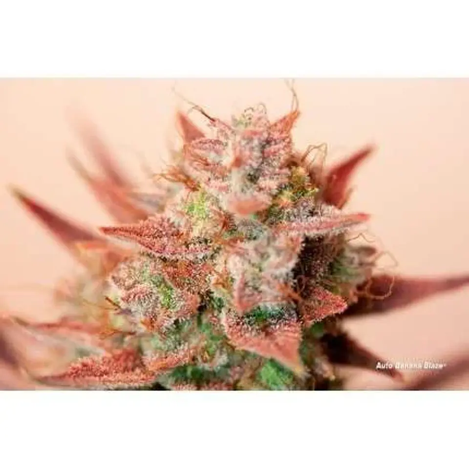 Banana Blaze Auto -Dutch Passion (X100/X25/X7/X3+1) 5