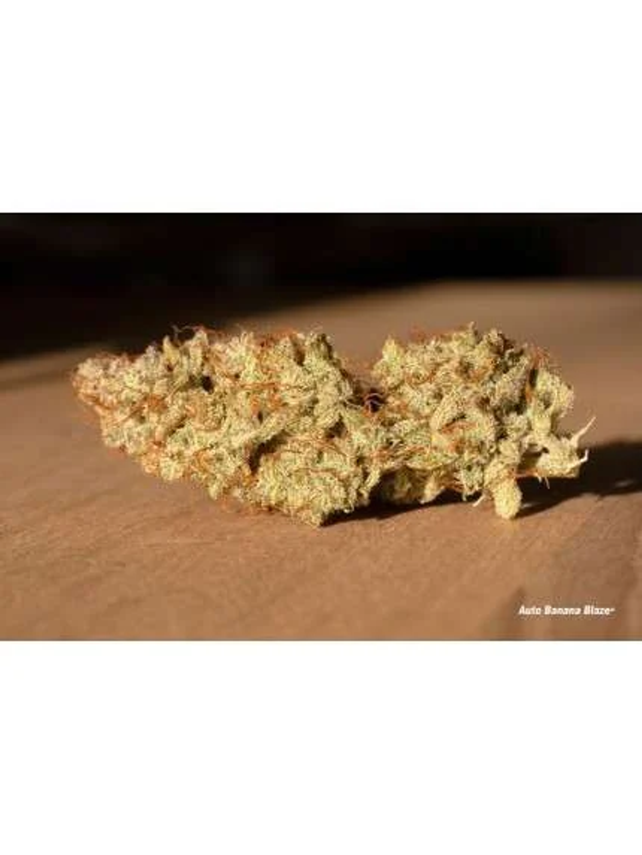 Banana Blaze Auto -Dutch Passion (X100/X25/X7/X3+1) 6