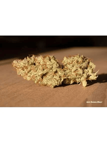 Banana Blaze Auto -Dutch Passion (X100/X25/X7/X3+1) 6