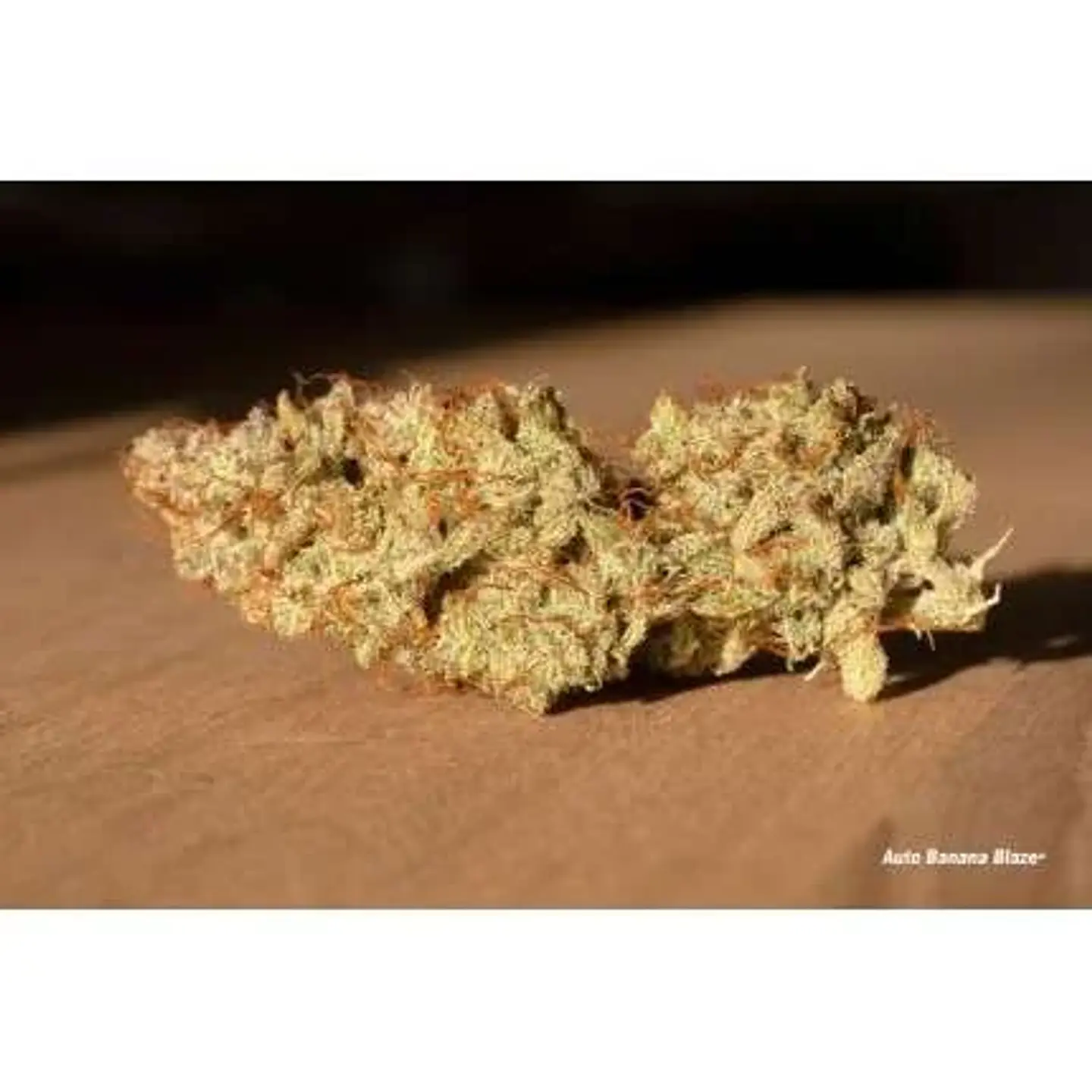 Banana Blaze Auto -Dutch Passion (X100/X25/X7/X3+1) 6