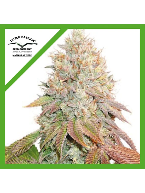Banana Blaze Auto -Dutch Passion (X100/X25/X7/X3+1) 8