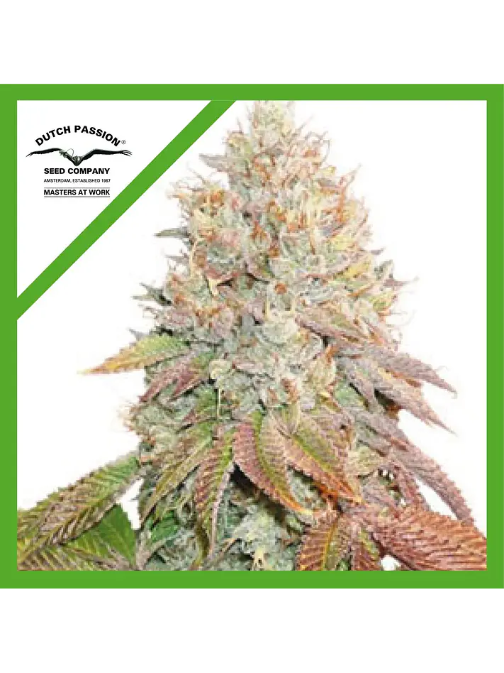 Banana Blaze Auto -Dutch Passion (X100/X25/X7/X3+1) 8