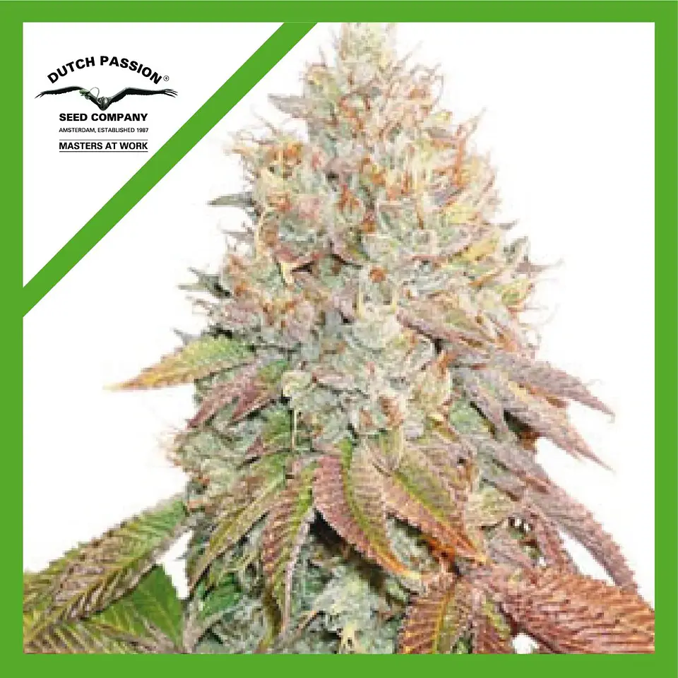 Banana Blaze Auto -Dutch Passion (X100/X25/X7/X3+1) 8
