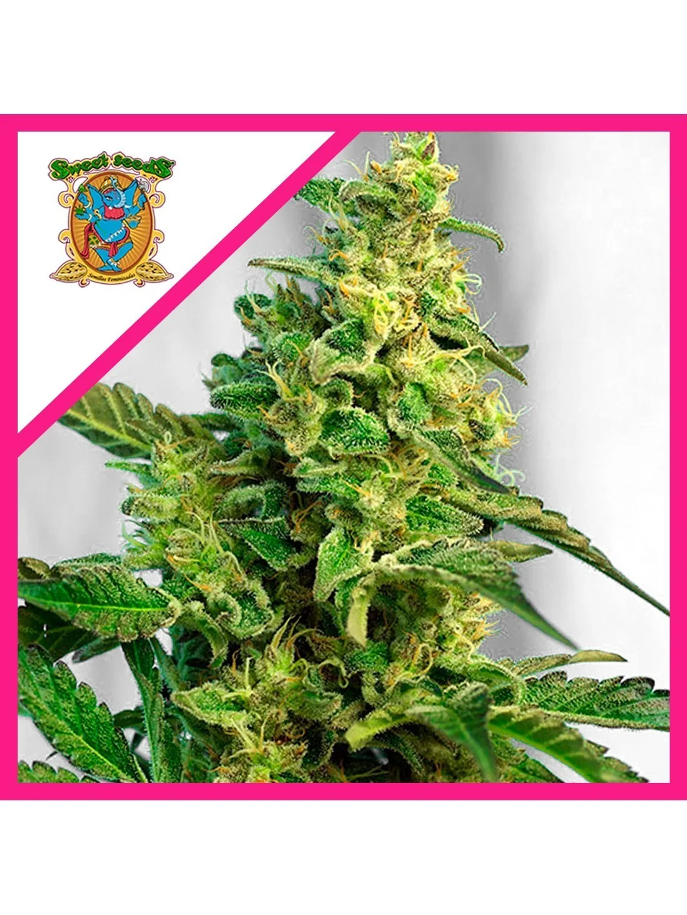 Gorilla Girl Xl Auto -Sweet Seeds (X100/X25/X5+2/X3+1) 3