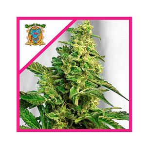 Gorilla Girl Xl Auto X100-Sweet Seeds