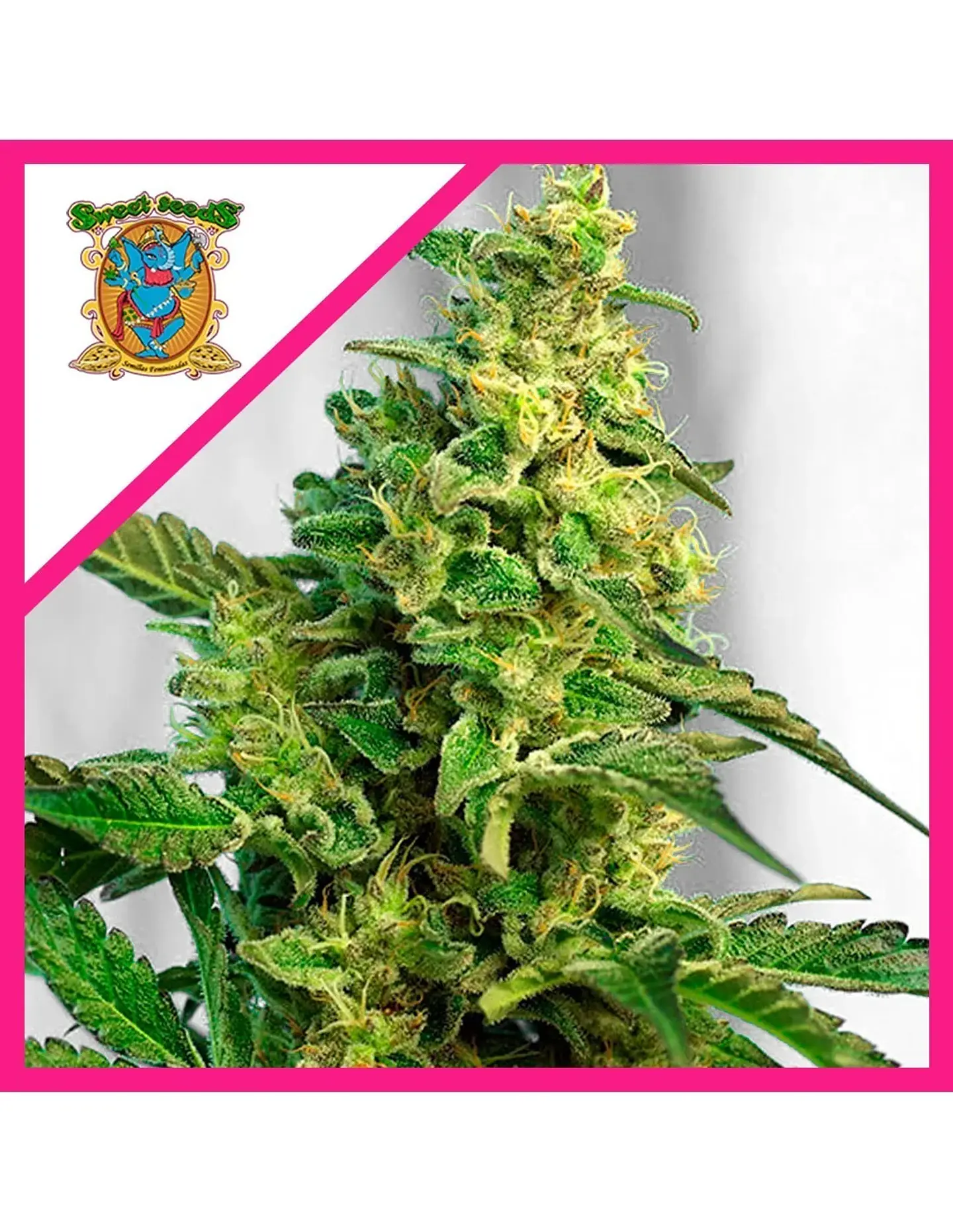 Gorilla Girl Xl Auto -Sweet Seeds (X100/X25/X5+2/X3+1) 3