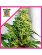 Gorilla Girl Xl Auto -Sweet Seeds (X100/X25/X5+2/X3+1) - Miniatura 3