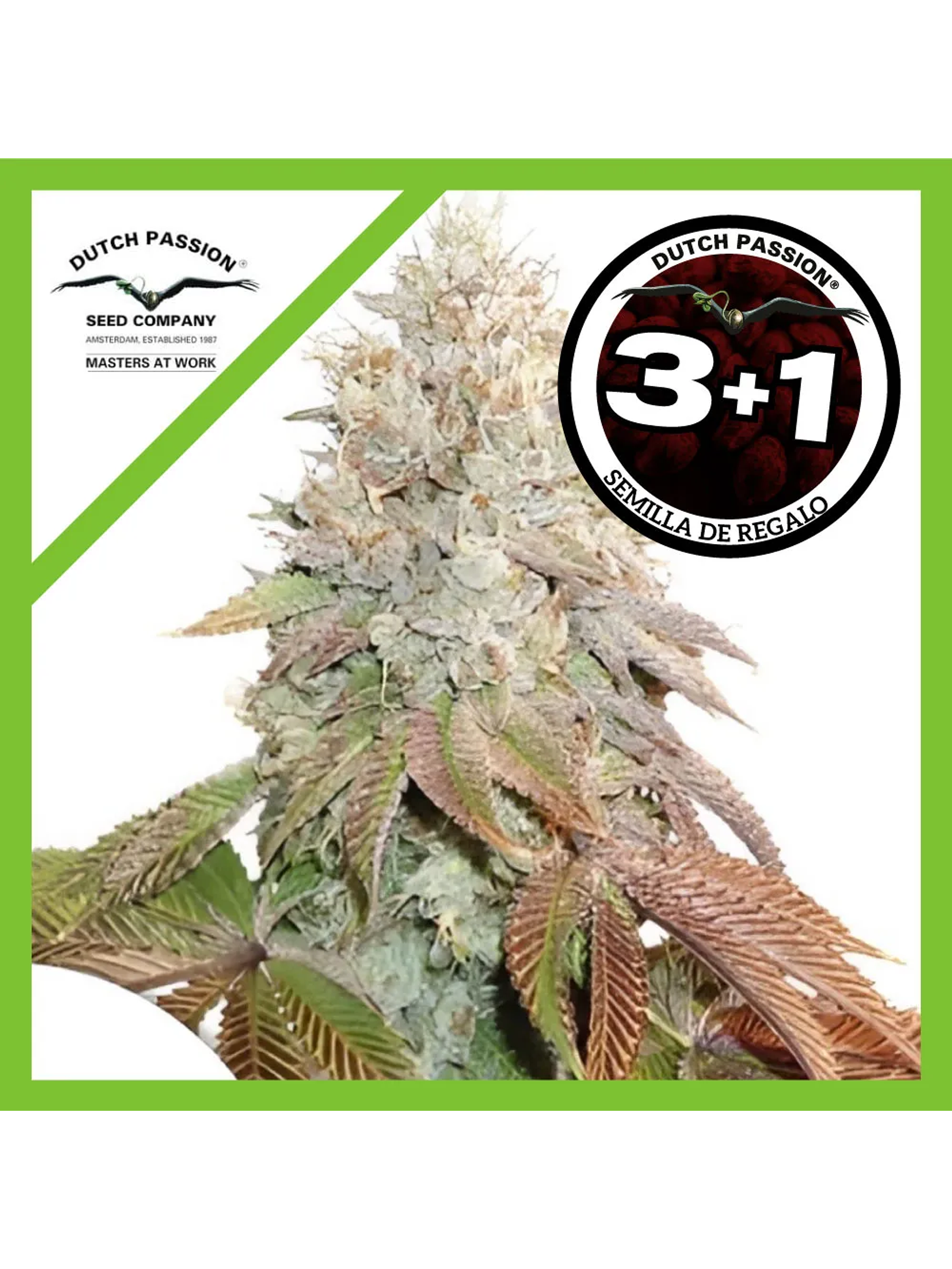 Banana Blaze Auto -Dutch Passion (X100/X25/X7/X3+1) 9