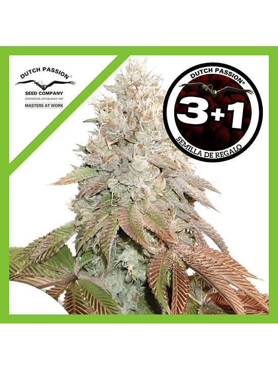 Banana Blaze Auto -Dutch Passion (X100/X25/X7/X3+1) 9