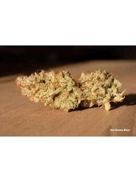 Banana Blaze Auto -Dutch Passion (X100/X25/X7/X3+1) 7