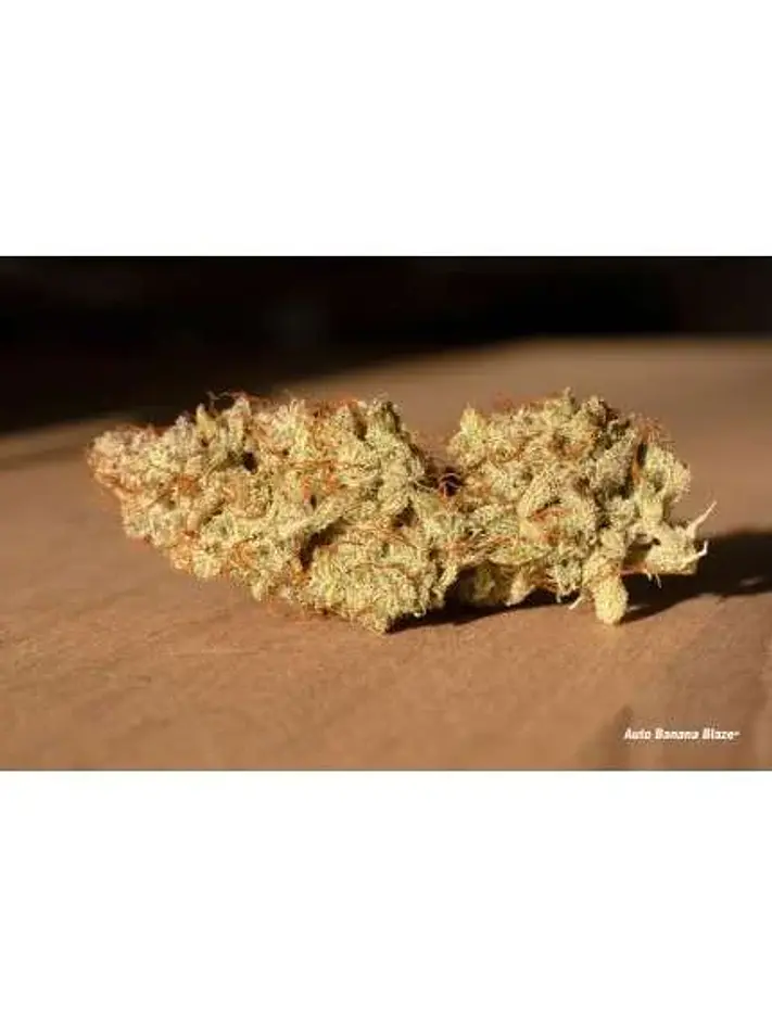 Banana Blaze Auto -Dutch Passion (X100/X25/X7/X3+1) 7