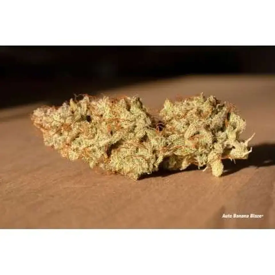 Banana Blaze Auto -Dutch Passion (X100/X25/X7/X3+1) 7
