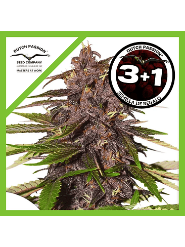 Forbidden Cherry Auto X3- Dutch Passion 2