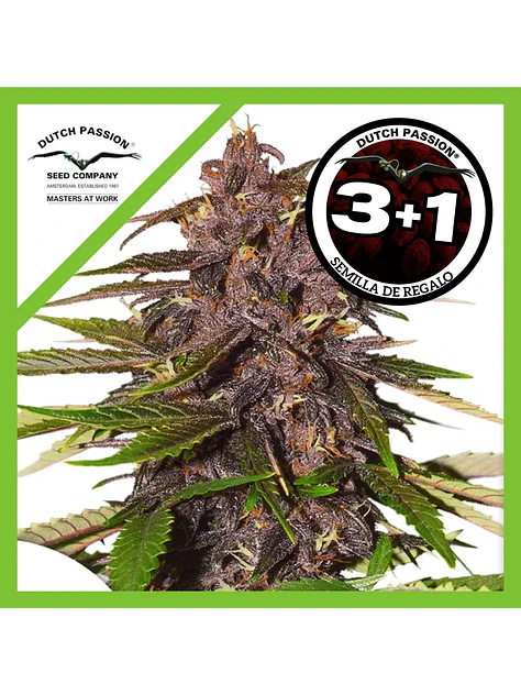 Forbidden Cherry Auto - Dutch Passion X3+1 1