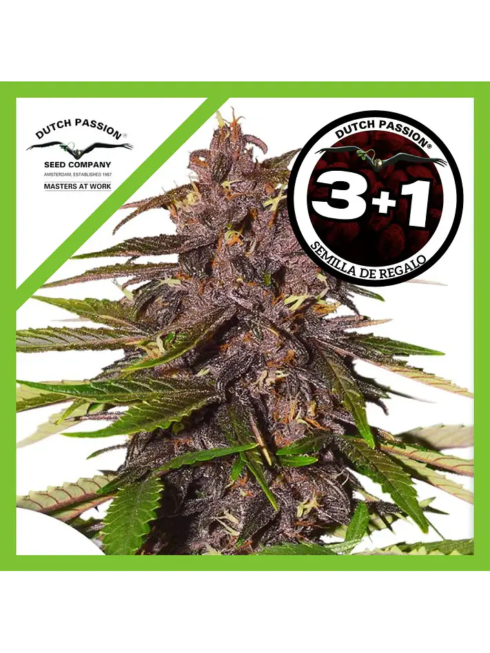 Forbidden Cherry Auto - Dutch Passion X3+1 1