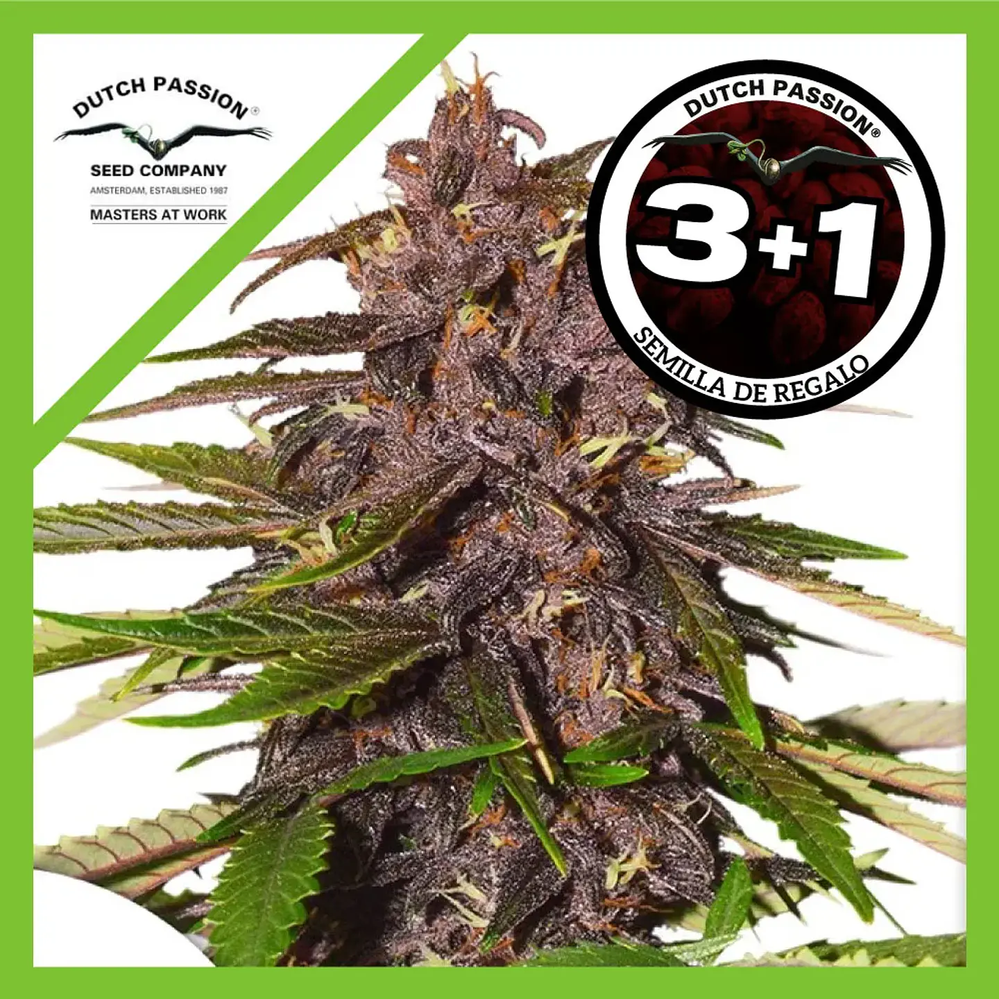 Forbidden Cherry Auto - Dutch Passion X3+1 1