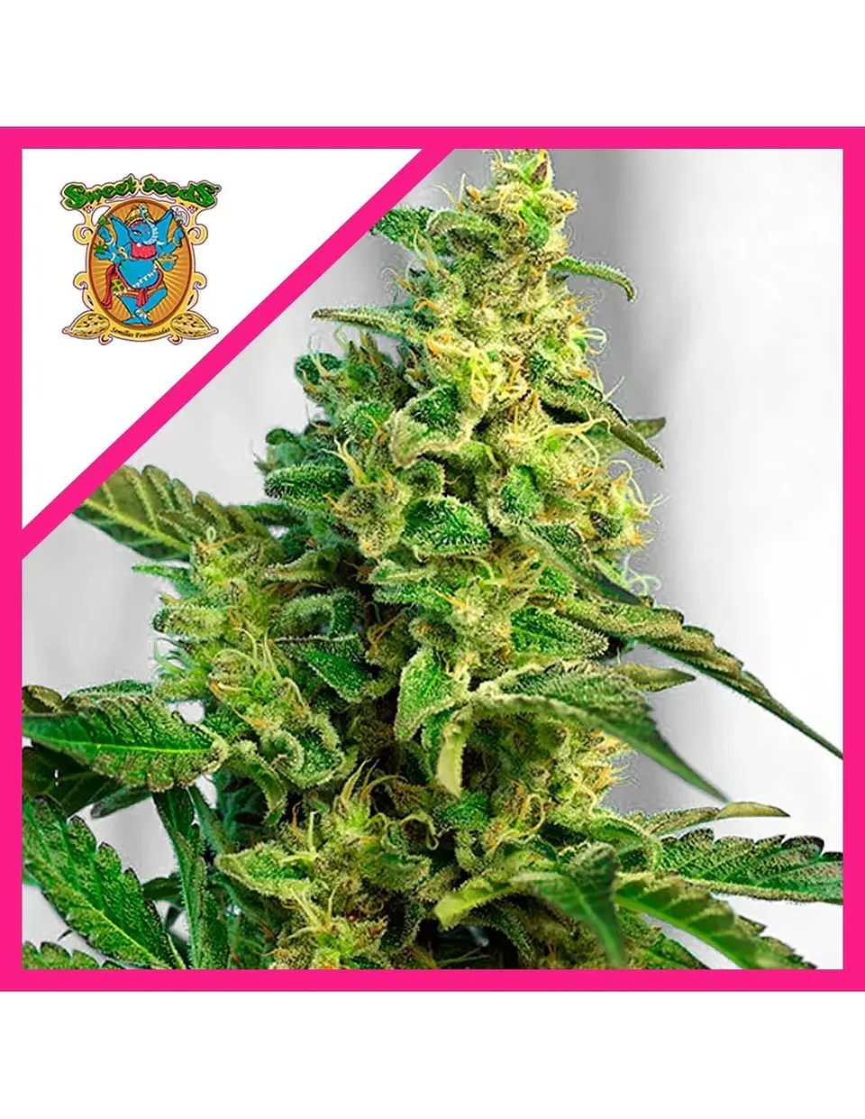 Gorilla Girl Xl Auto -Sweet Seeds (X100/X25/X5+2/X3+1) 4