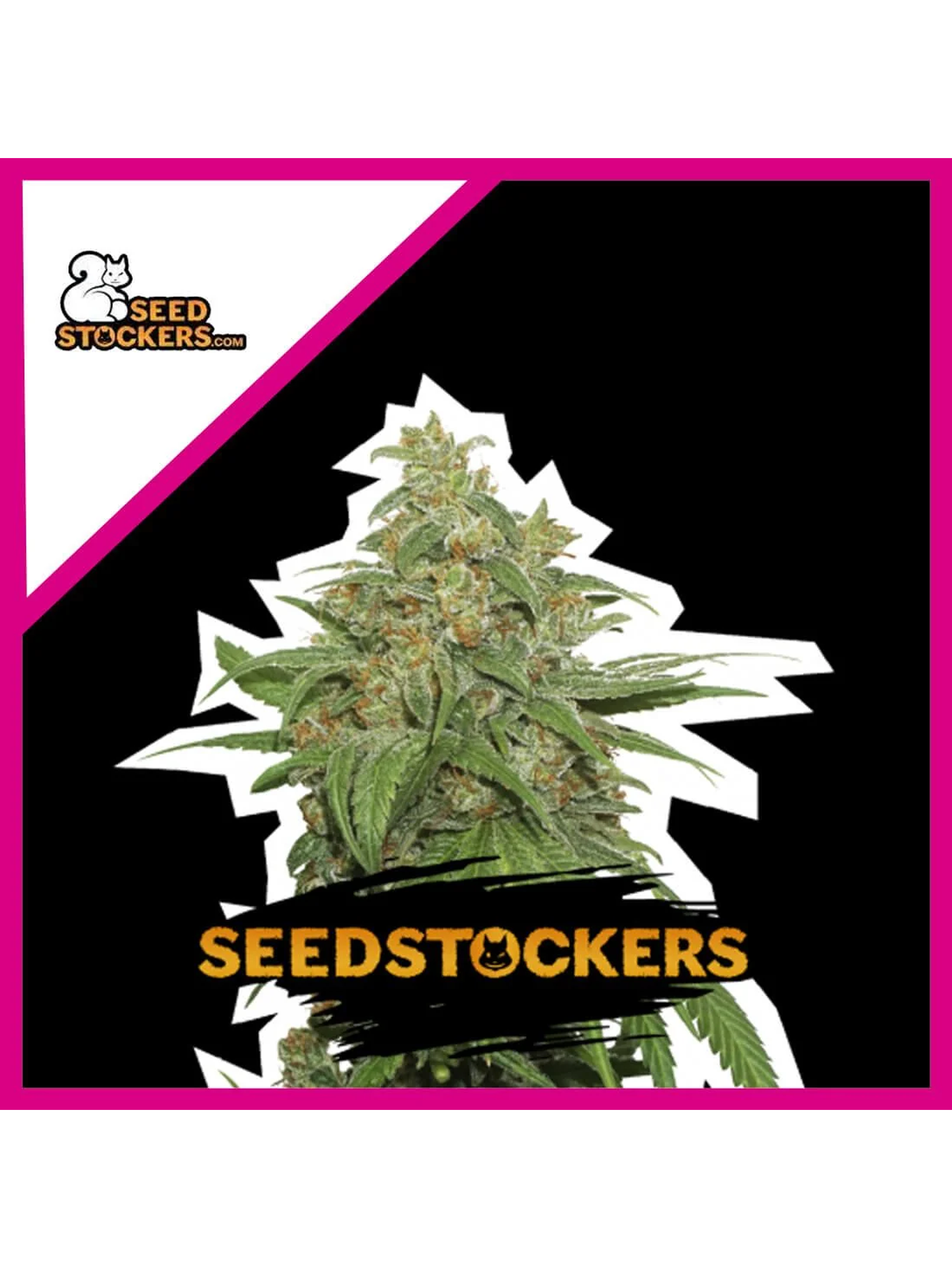 Ak420 Fem -Seedstockers (X100/X3+2/X3) 2