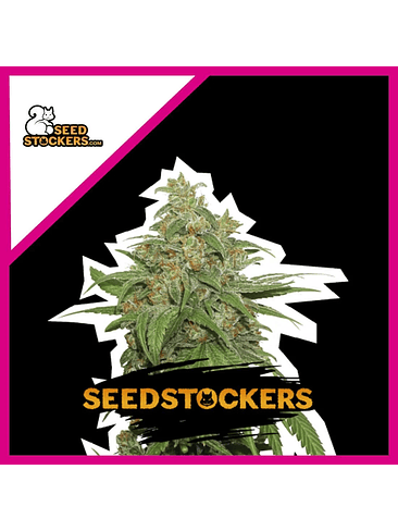 Ak420 Fem X100-Seedstockers 2