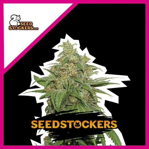 Ak420 Fem -Seedstockers (X100/X3+2/X3)