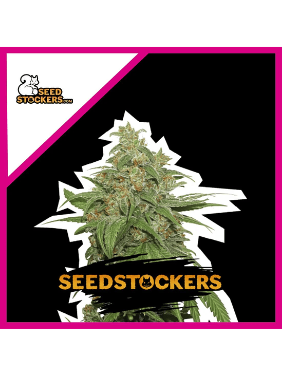 Ak420 Fem X100-Seedstockers 2