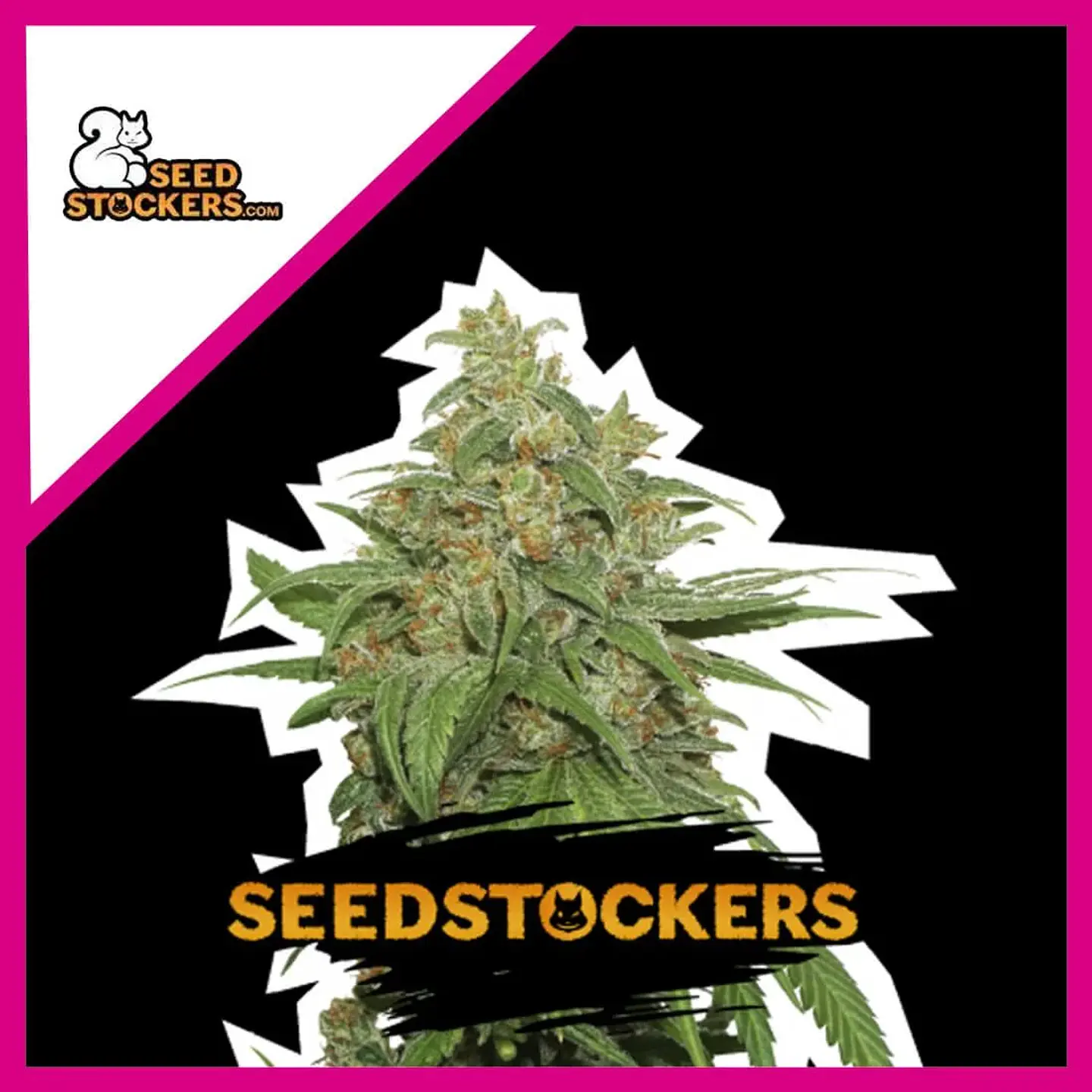 Ak420 Fem -Seedstockers (X100/X3+2/X3) 2