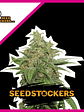 Ak420 Fem X100-Seedstockers - Miniatura 2